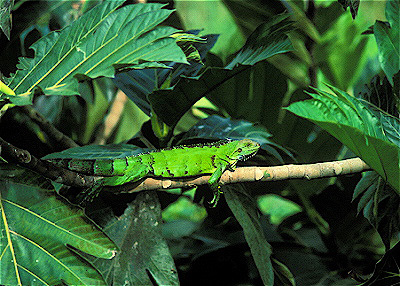 Green Iguana