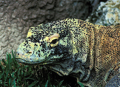 Komodo Dragon