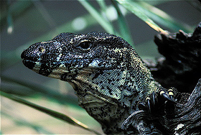 Lace Monitor (Tree Goanna)