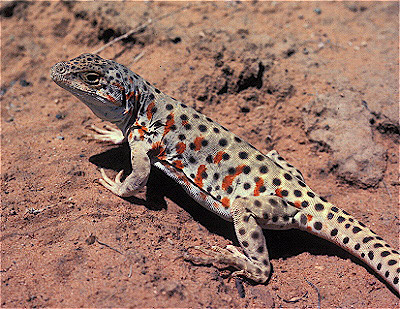 Leopard Lizard