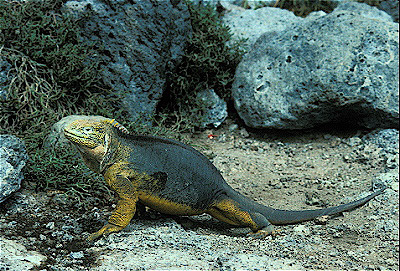 Land Iguana