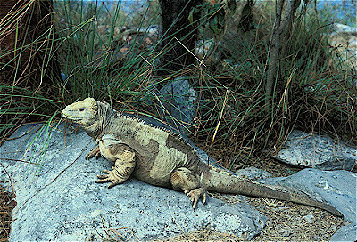 Land Iguana