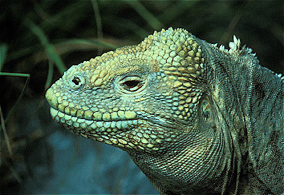 Land Iguana