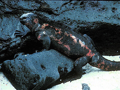 Marine Iguana