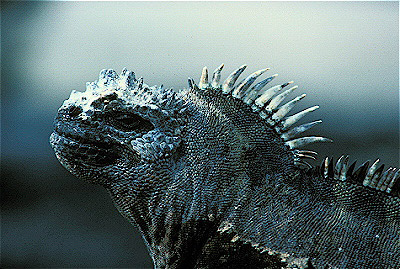 Marine Iguana