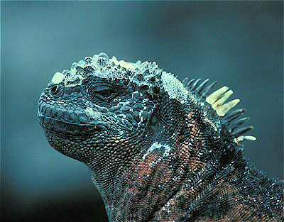 Marine Iguana