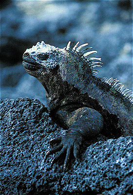 Marine Iguana