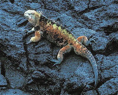 Marine Iguana