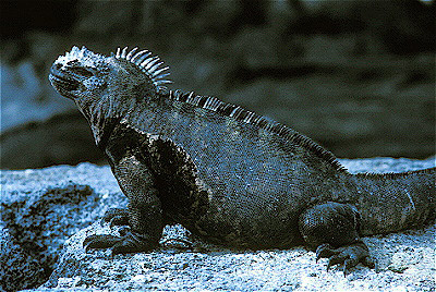 Marine Iguana