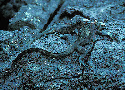 Marine Iguanas