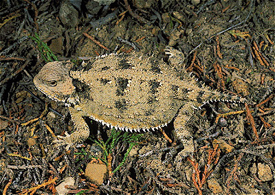 Northern Short-Horned Lizard 