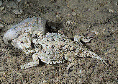 Northern Short-Horned Lizard 