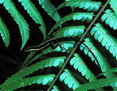 Puerto Rican Anole