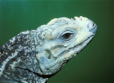 Rhinoceros Iguana