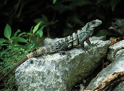 Spiny-Tailed Iguana