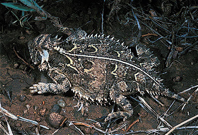 Texas Horned Lizard 