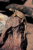 chuckwalla