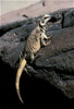 chuckwalla