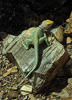 collared lizard