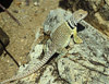 collared lizard