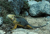 land iguana