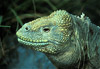 land iguana