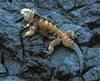 marine iguana