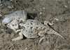 n. short horned lizard