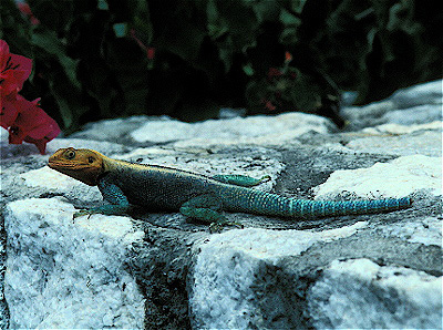 Agama Lizard