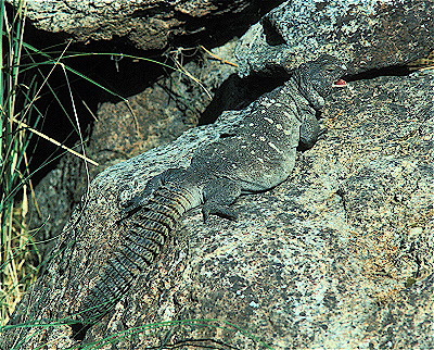 Bent's Spiny-Tailed Lizard