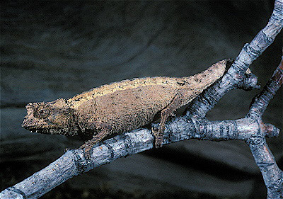 Dwarf Forest Chameleon