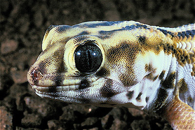 Frog-Eyed Sand Gecko