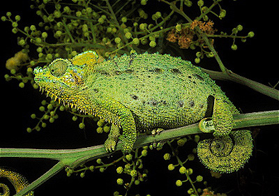 Helmeted Chameleon