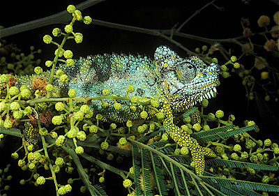 Helmeted Chameleon