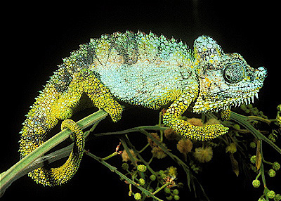 Helmeted Chameleon