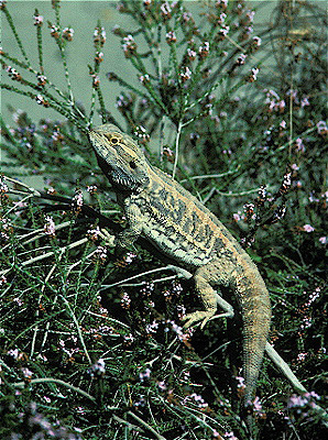 Inland Bearded Dragon