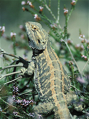 Inland Bearded Dragon