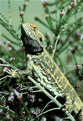 Inland Bearded Dragon