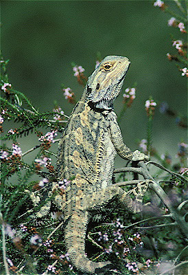 Inland Bearded Dragon