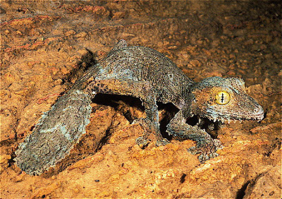 Leaf-Tailed Gecko