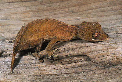 Spear-Point Gecko