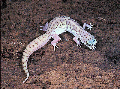 Western Banded Gecko