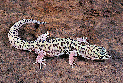 Western Banded Gecko