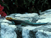 agama lizard