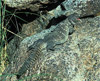 bent's spiny-tailed lizard
