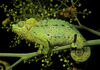 helmeted chameleon