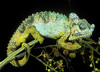 helmeted chameleon