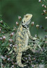 inland bearded dragon