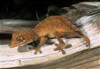 spear-point gecko