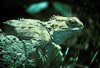 tuatara